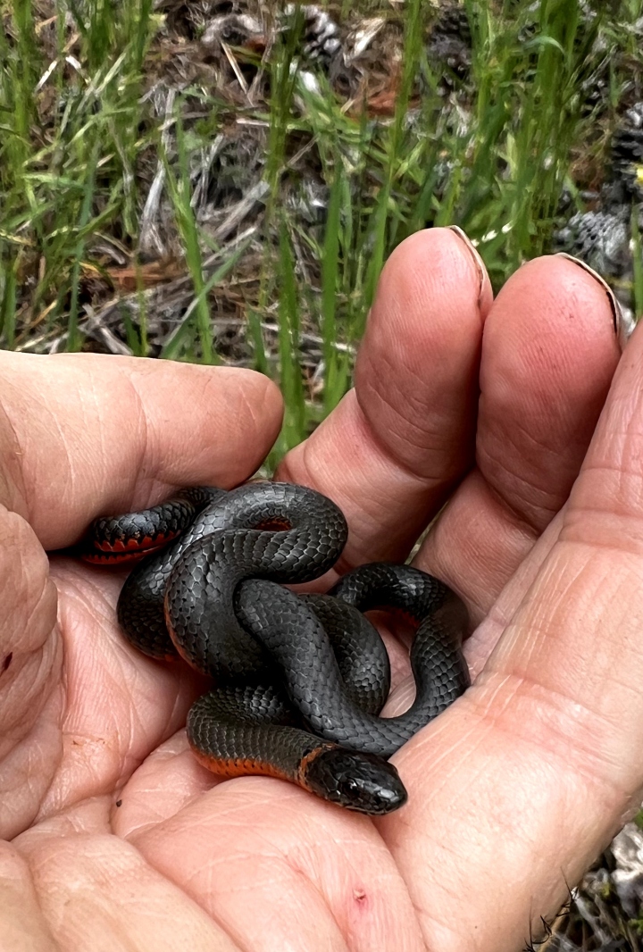 Pacific Ringneck Snake